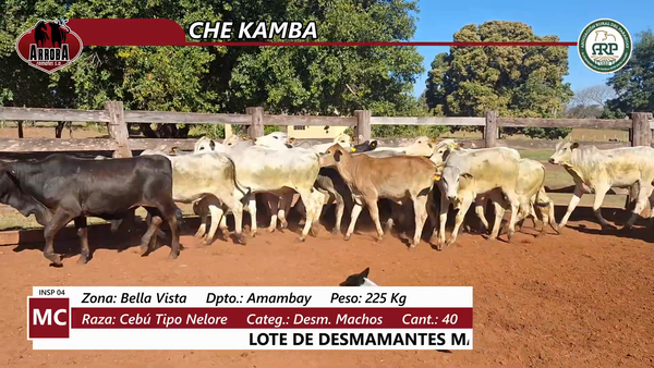 Lote CHE KAMBA