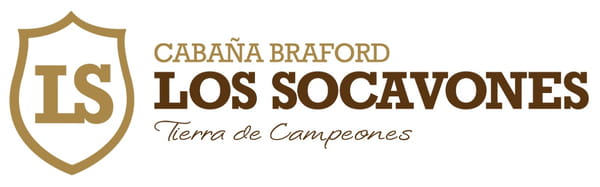 Lote VAQ BRAFORD PREÑADA GEN. INT.