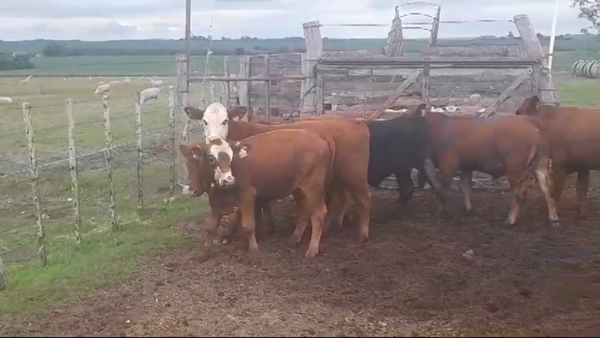 Lote (Vendido)6 Terneros BRAF/ AA/ LIM 220kg -  en PUNTA DE ARENALES