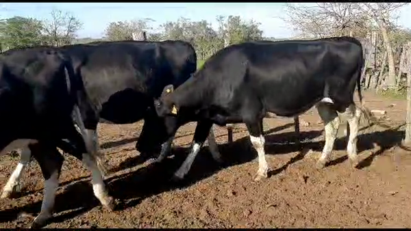 Lote 3 vaquillonas holando proximas