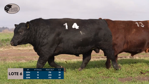 Lote Toros Puro controlado