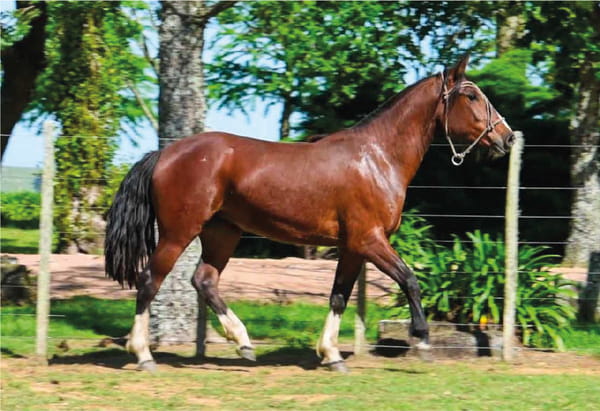 Lote El Gavilán Orillera (RP 493) Cabaña "El Gavilán"