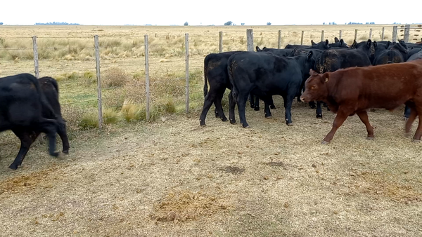 Lote 30 Terneros/as en arboledas, Buenos Aires