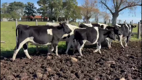 Lote NOVILLOS HOLANDO