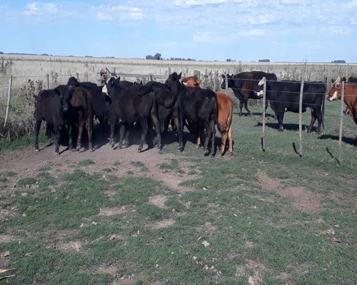 Lote 15 Terneros en arboledas, Buenos Aires