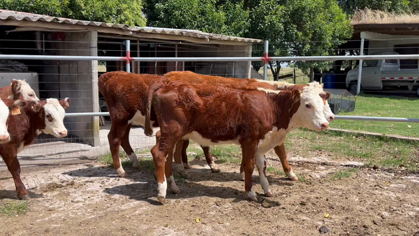 Lote TERNEROS Y TERNERAS