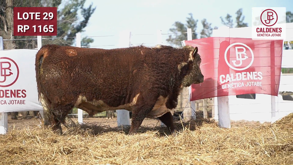 Lote Toro PR