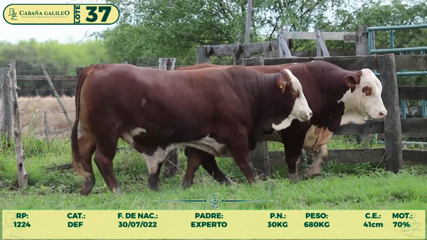 Lote LOTE 37