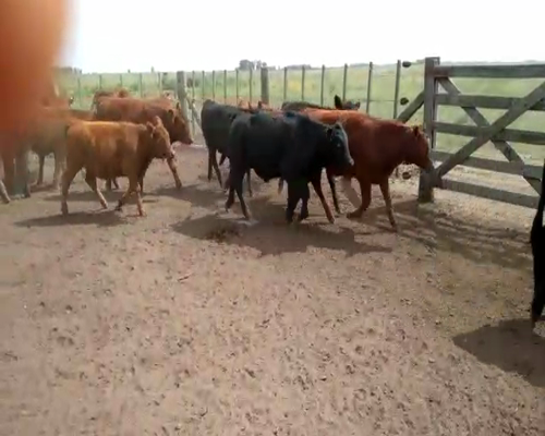 Lote 115 Terneros en Benito Juárez, Buenos Aires