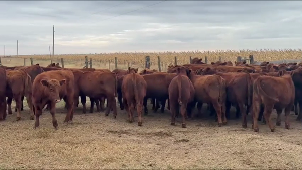 Lote 60 terneros Angus Colorado
