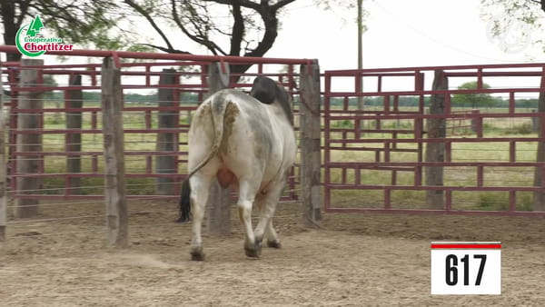 Lote Brahman