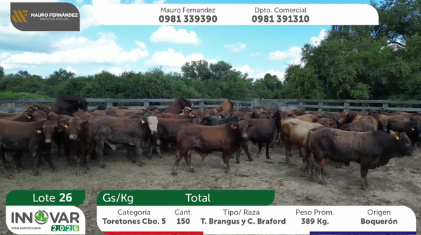 Lote 150 Toretones 389kg -  en Joel Estigarribia