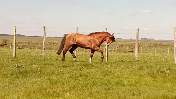 Lote Viragro Castelhano