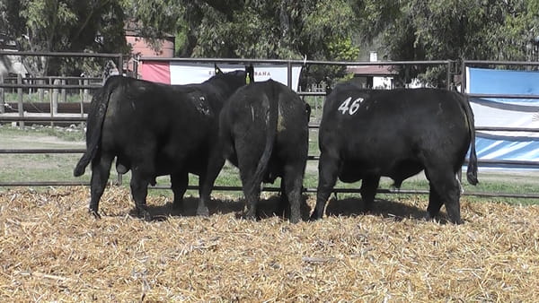 Lote TOROS ANGUS NEGROS PC