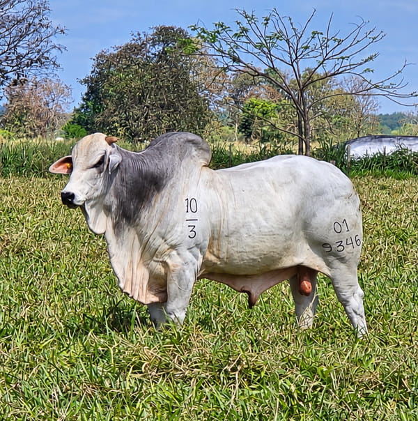 Lote LOTE 23