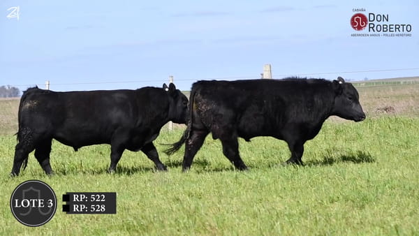 Lote Don Roberto -  Angus  2  años  (octubre 2024)