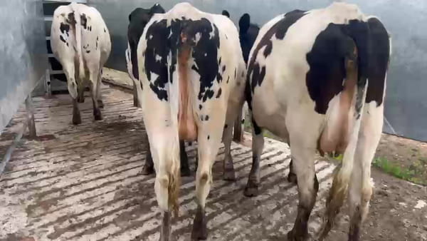 Lote 4 Vaquillonas  450kg - , San José
