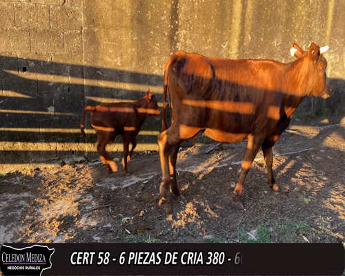 Lote (Vendido)6 Piezas de cría 1 RA X NO,  1 HE,  1 HE X NO 330kg -  en - RUTA 36, LOS CERRILLOS
