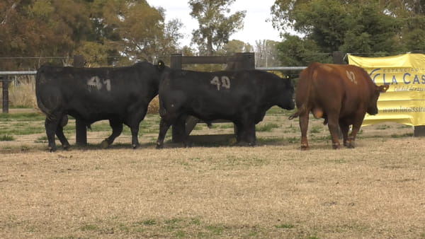 Lote TOROS ANGUS PUROS CONTROLADOS