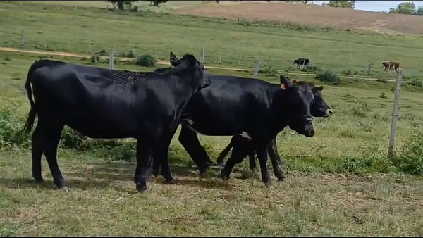 Lote (Vendido)5 Vaquillonas 1 a 2 años 280kg -  en CUCHILLA DEL PERDIDO