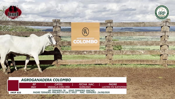 Lote VAQUILLA CON CRÍA