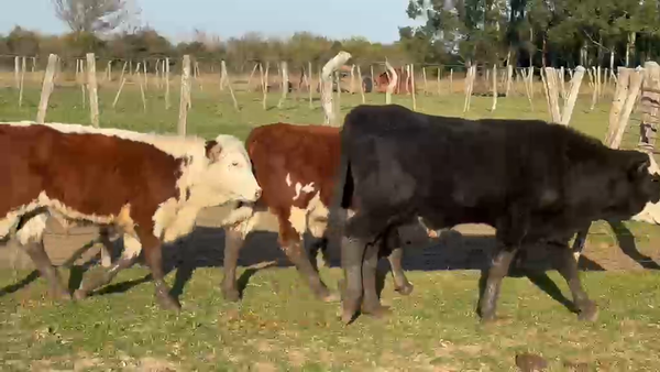 Lote 44 Terneros