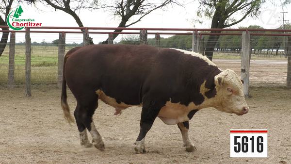 Lote Hereford