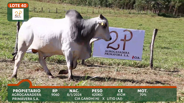 Lote 2P PRIMAVERA
