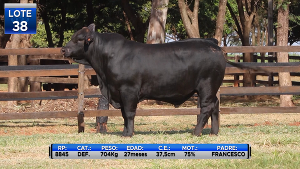 Lote TOROS BRANGUS  -LOTE 38
