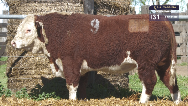 9 41380 — TOROS HEREFORD PURO REGISTRADOS