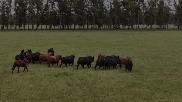 Lote Lote 21 Novillos 1-2 Años