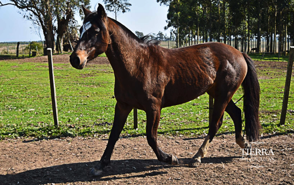 Lote Guidai Quitapenas