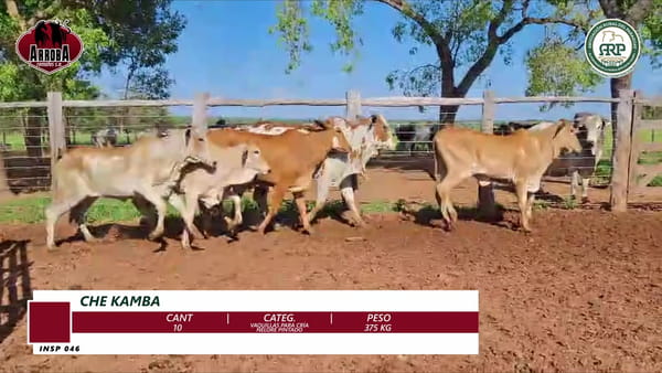 Lote VAQUILLAS PARA CRÍA ENTORADAS | NELORE PINTADO