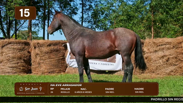 Lote LOTE 15