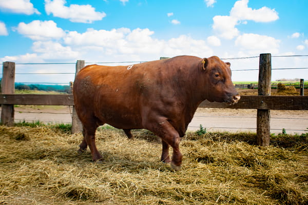 Lote Toros