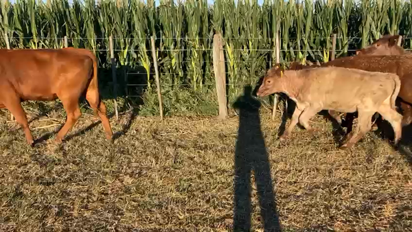 Lote 56 Vaquillonas Braford y sus cruzas en Las Varillas, Córdoba