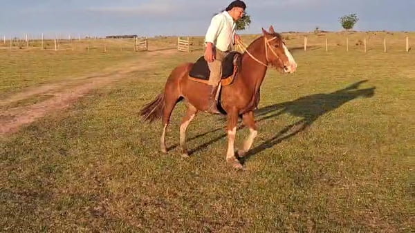 Lote YEGUA