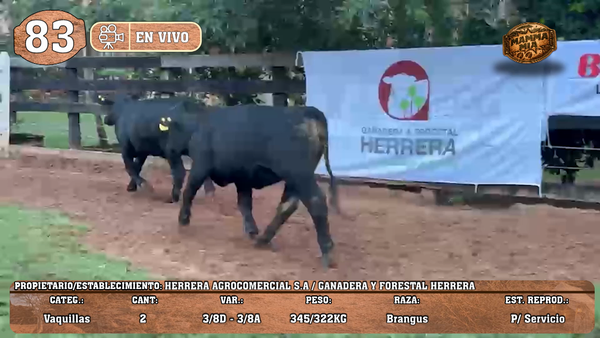 Lote LOTE 83 -EN VIVO
