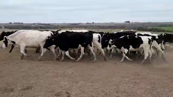 Lote (Vendido)20 Novillos Holando HO 375kg -  en PALO SOLO
