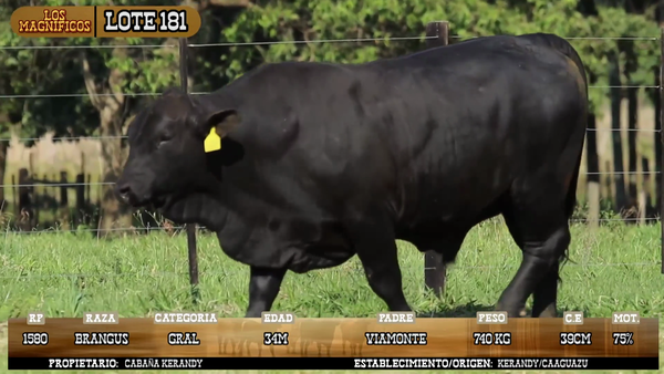 Lote LOTE 181