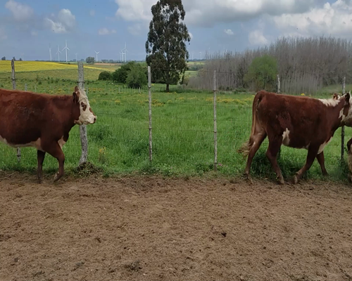 Lote 20 Vaquillonas Vacas Preñadas 8 HE,  7 RA X HE,  4 RA,  1 SH X HE 410kg - , Colonia