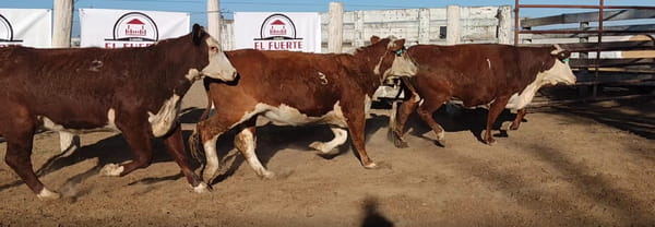Lote CABAÑA EL FUERTE