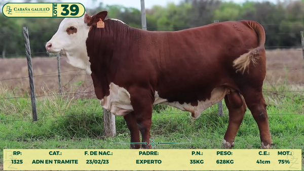 Lote LOTE 39