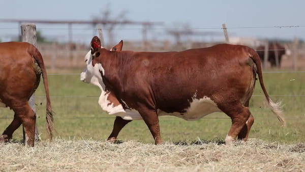 Lote Vaquillonas Braford -  Preñadas - Cabaña El Cambio