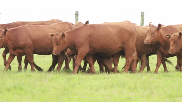 Lote Lote 15 Vaquillonas SA Coloradas