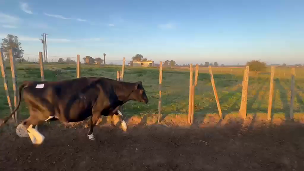 Lote 1 VACA LECHERA