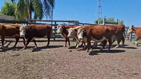 Lote VACAS INVERNAR