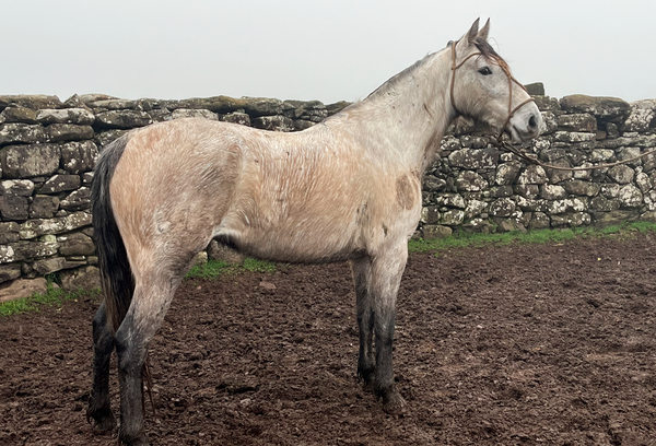 Lote FIRMEZA GAITERA