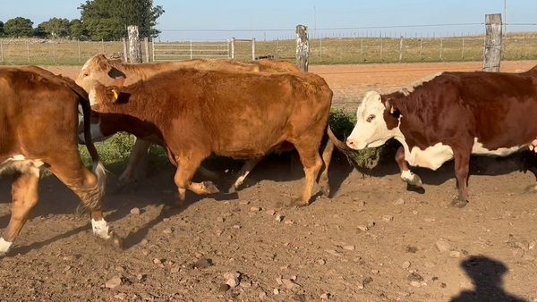 Lote 71 Vacas de invernar en Corrientes, Mercedes