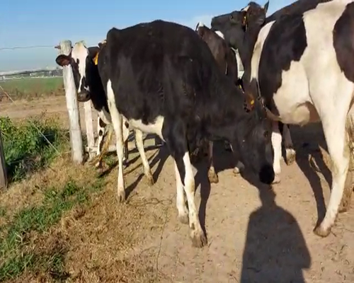 Lote VAQUILLONA PREÑADA 1 JORGE KARLEN